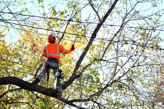 tree_service_powerlines